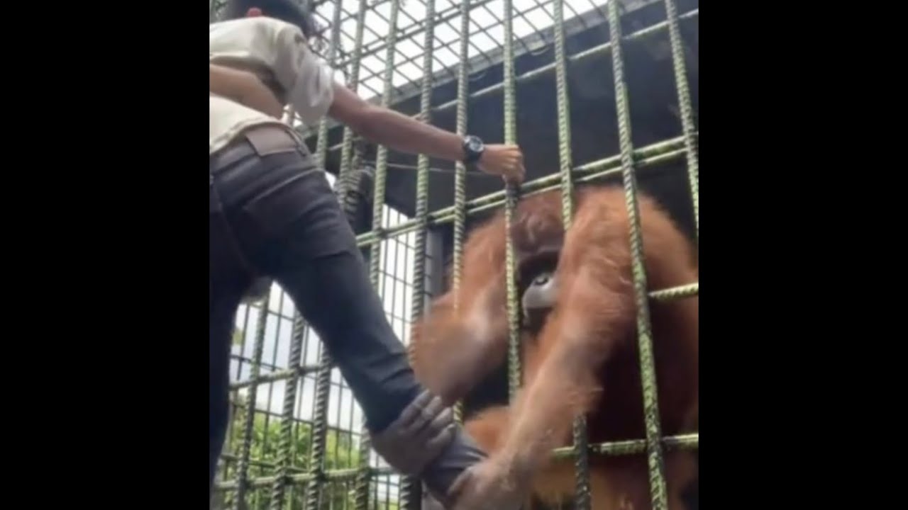 Monkey Attacks Human Through Cage | Jungle Book Version - Full Video