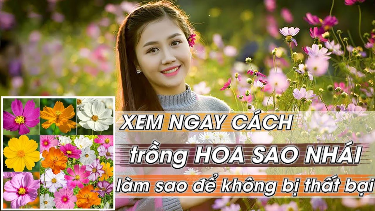 Xem ngay kinh nghiệm để tránh trồng Hoa Sao Nhái thất bại