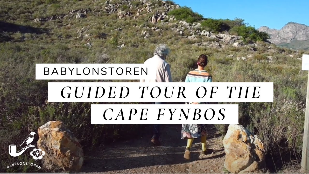 Guided Tour Of The Cape Floral Kingdom At Babylonstoren