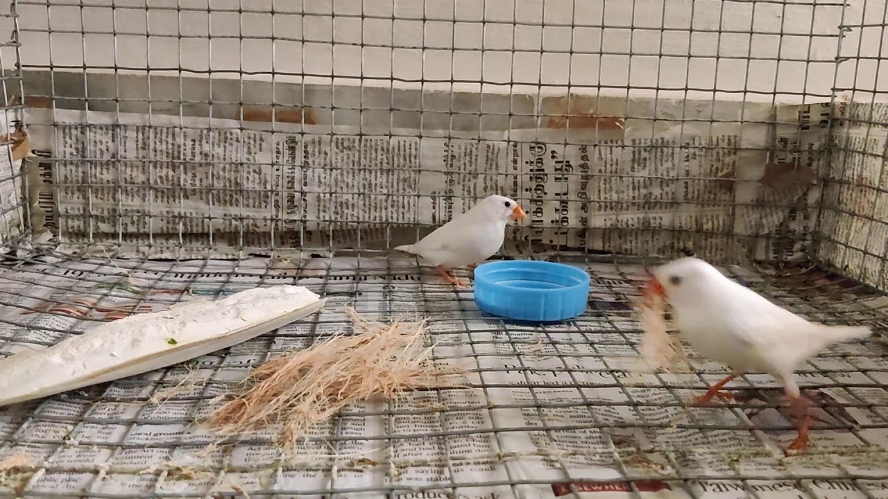 Finches building nest