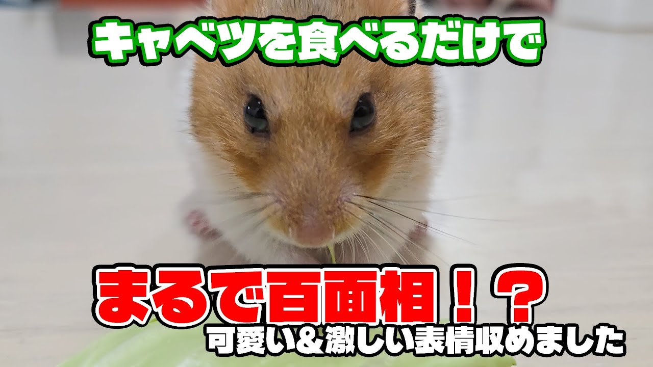 キャベツを食べるわが家のハムスターの表情はまるで百面相！？【スローもかわいい】
