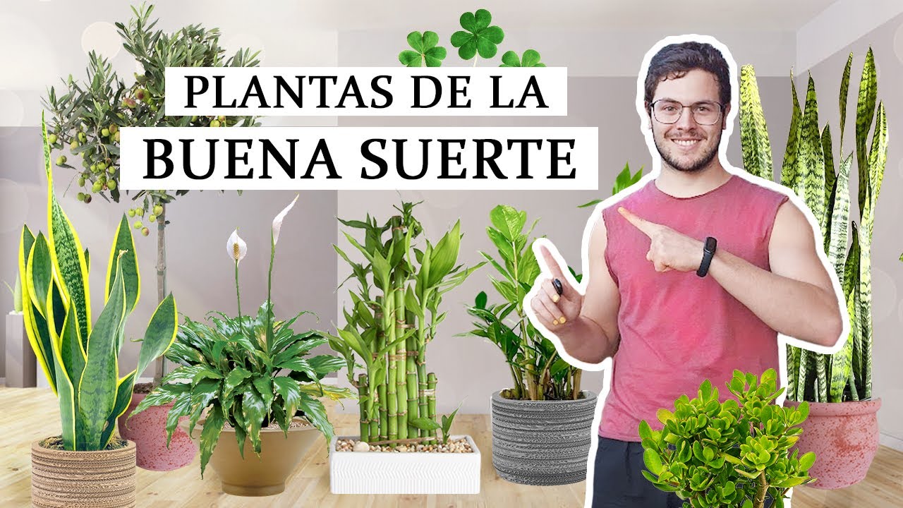 8 PLANTAS que atraen la SUERTE 🍀