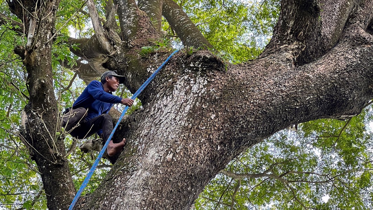 Great... Cut down a big and tall trembesi tree !!