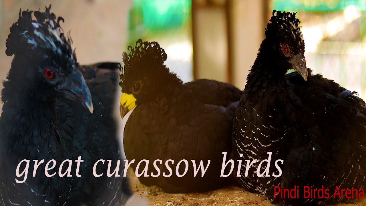 Great curassow birds