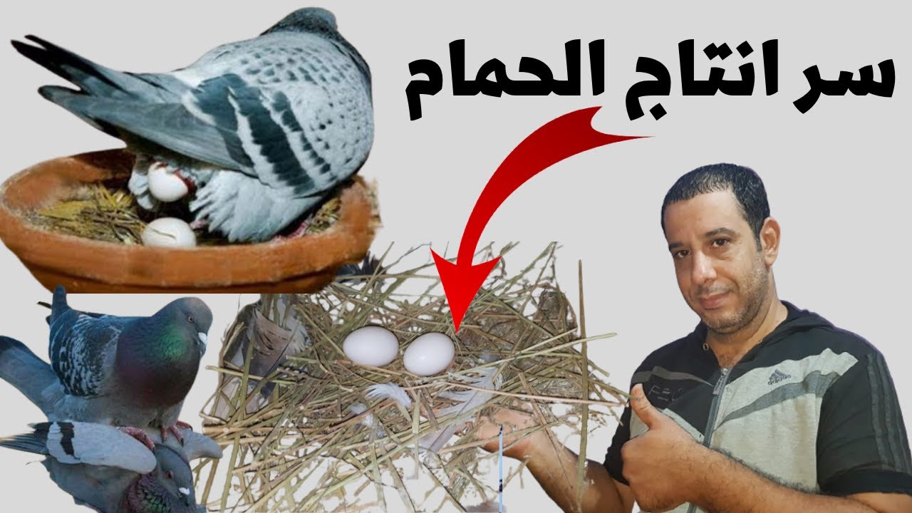 أزاي تخلي الحمام يبيض بسرعة/سر انتاج الحمام وزغاليل كتير