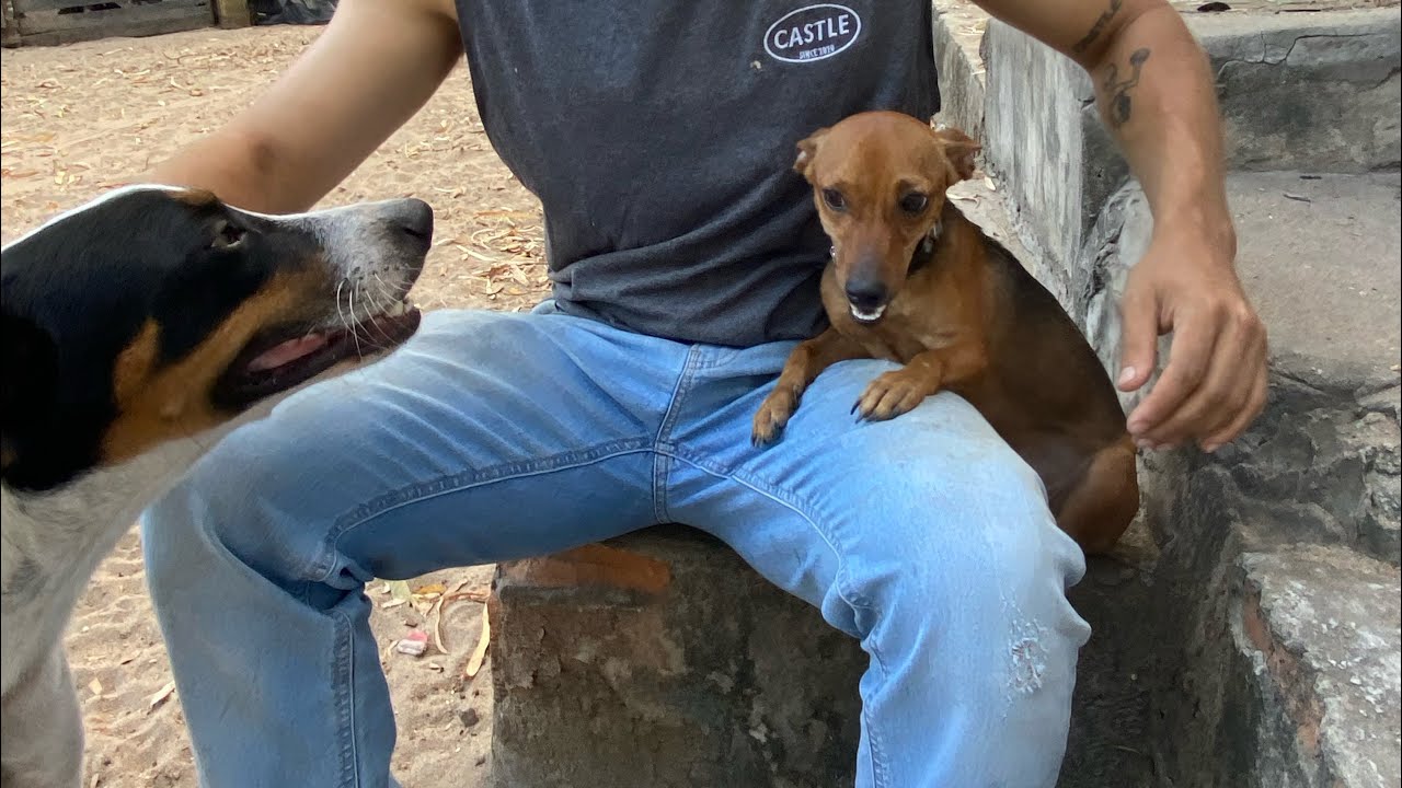 Rescate con amor | De la calle al refugio