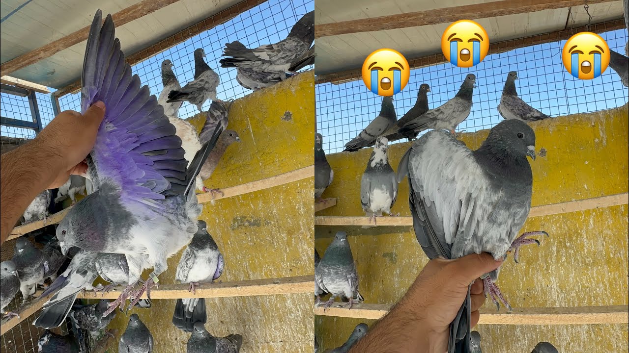 ترتيبات ما قبل السباق وجبتبكم صوره العلاج