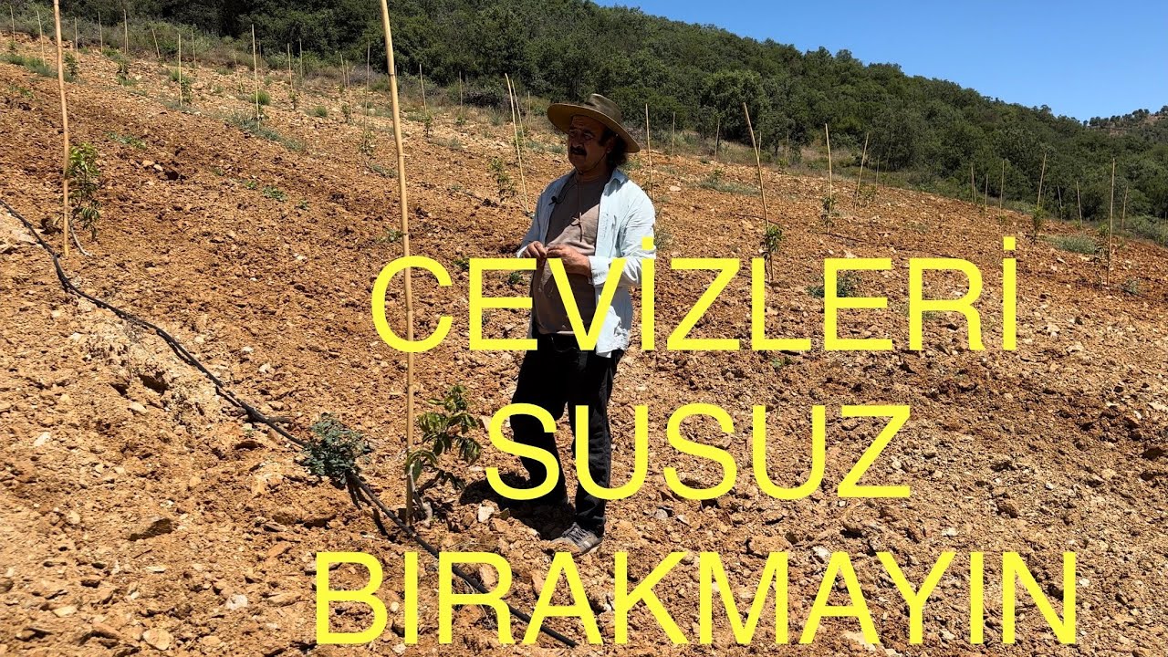 CEVİZLERİ SUSUZ BIRAKMAYIN. YAĞMUR CEVİZİ SULAMAZ Yeterli sulamayı ihmal etmeyin. Ceviz Adam Ahmet