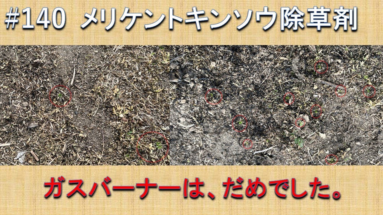 #140 メリケントキンソウ　除草剤散布　ラウンドアップ　超簡単おつまみ　きゅうり　浅漬けの素