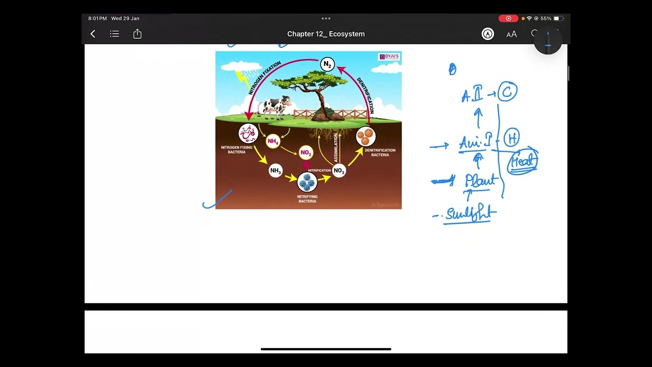 Chapter 12 Ecosystem Class 12 Biology NCERT Simplified for Boards! with notes