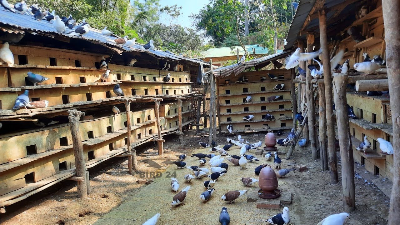 10 most popular pigeon breeds | World unique amazing pigeon farm | Fancy pigeon loft