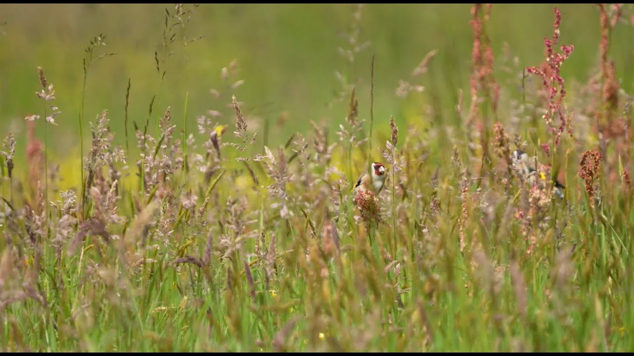 Natuurbeheer op It Dreamlân: over insecten, vogels en kruidenrijk grasland