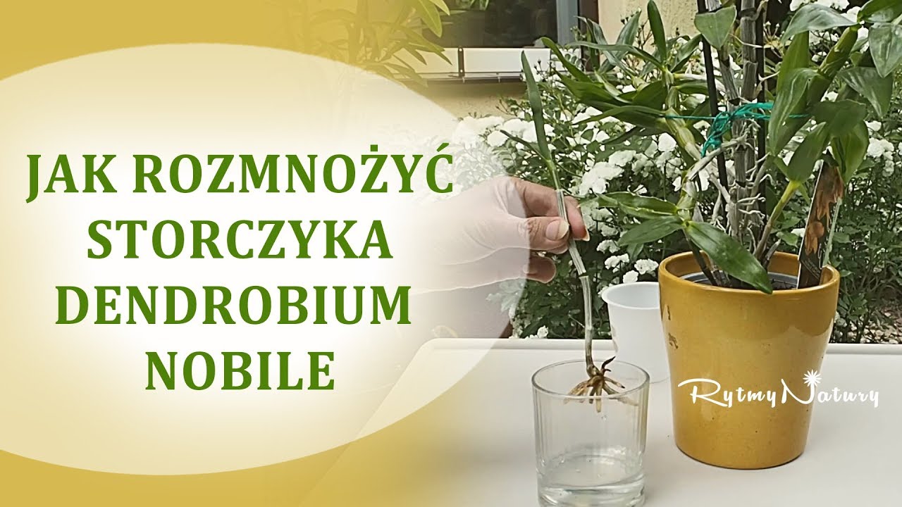 Jak rozmnożyć storczyka dendrobium nobile z keiki - prosty i niezawodny spos&oacute;b!