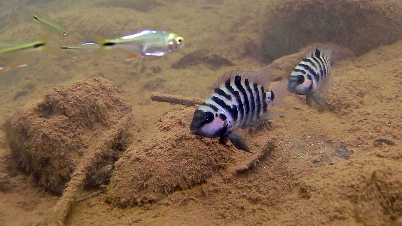 The convict a cichlid with many names.Amatitlania nigrofasciata Amatitlania siquia Amatitlania kanna