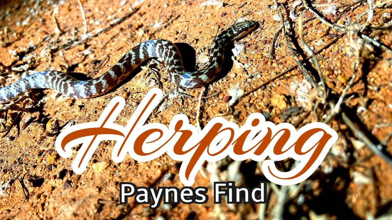 Paynes Find Herping 2022