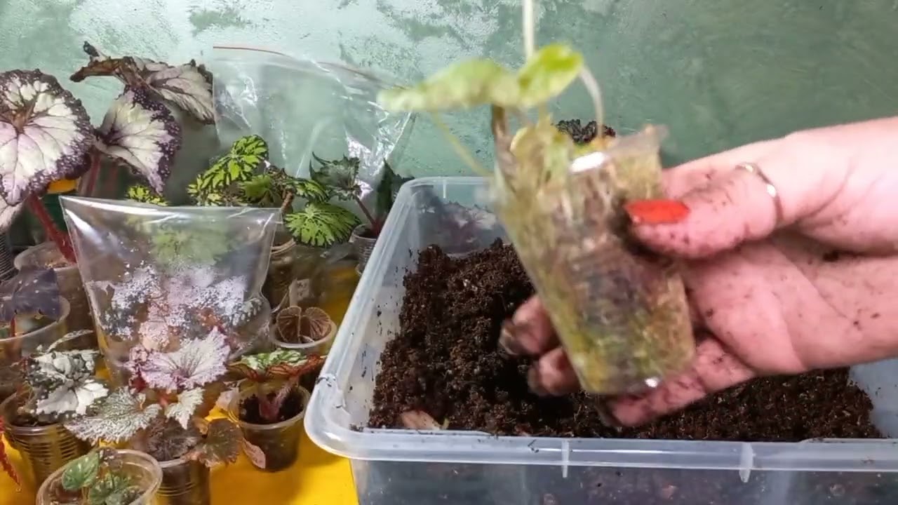И снова мои любимые пересадки бегоний! Первая пикировка сеянцев😍❤️
