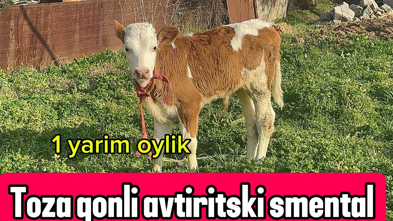 TOZA QONLI SMENTAL BUZOQ ERKAK ZORIDAN SORAGANLAGA