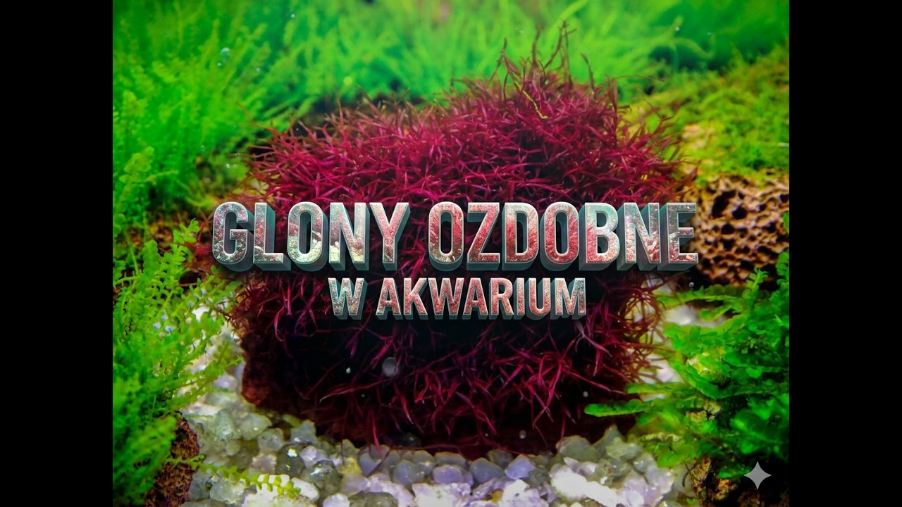 🟢Glony Ozdobne W Akwarium Słodkowodnym🟢