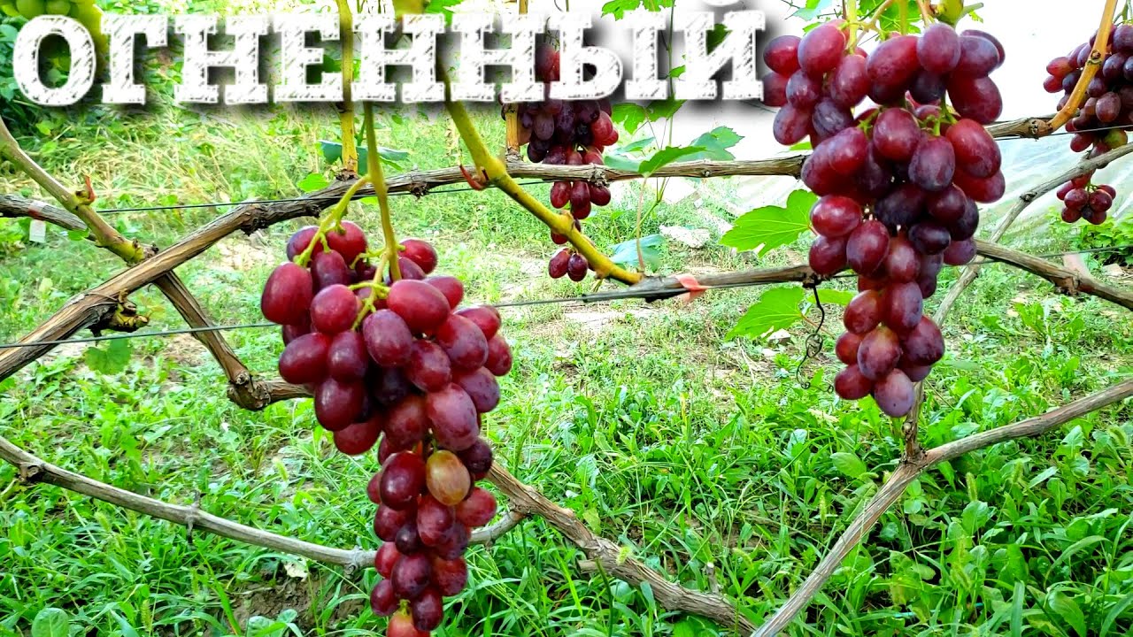 ОГНЕННЫЙ - ГИБРИДНАЯ ФОРМА, С ОЧЕНЬ СЛАДКОЙ ЯГОДОЙ И КРАСИВЫМ ОКРАСОМ