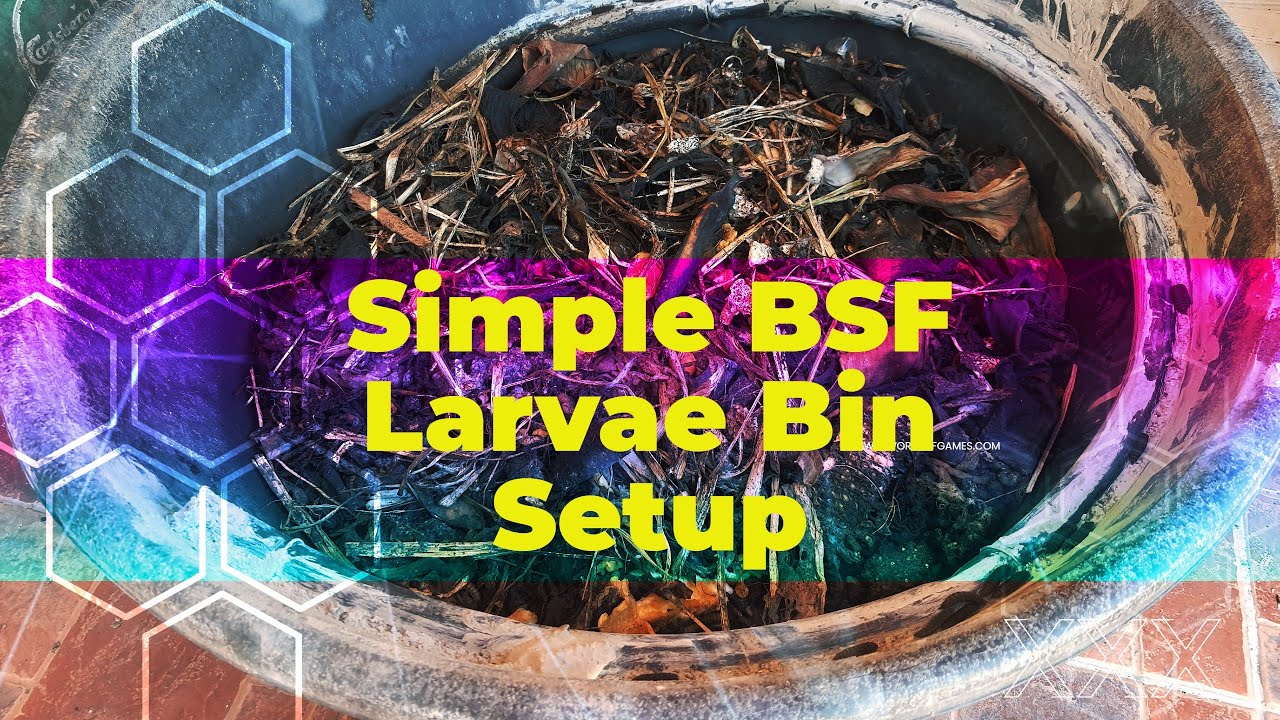 Cheap and Easy Composting Bin Setup - BSF Larvae