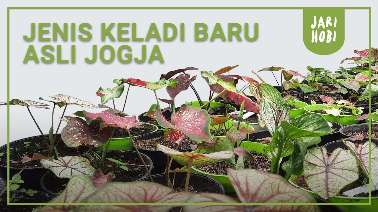 CALADIUM / KELADI JENIS BARU ASLI DARI JOGJA