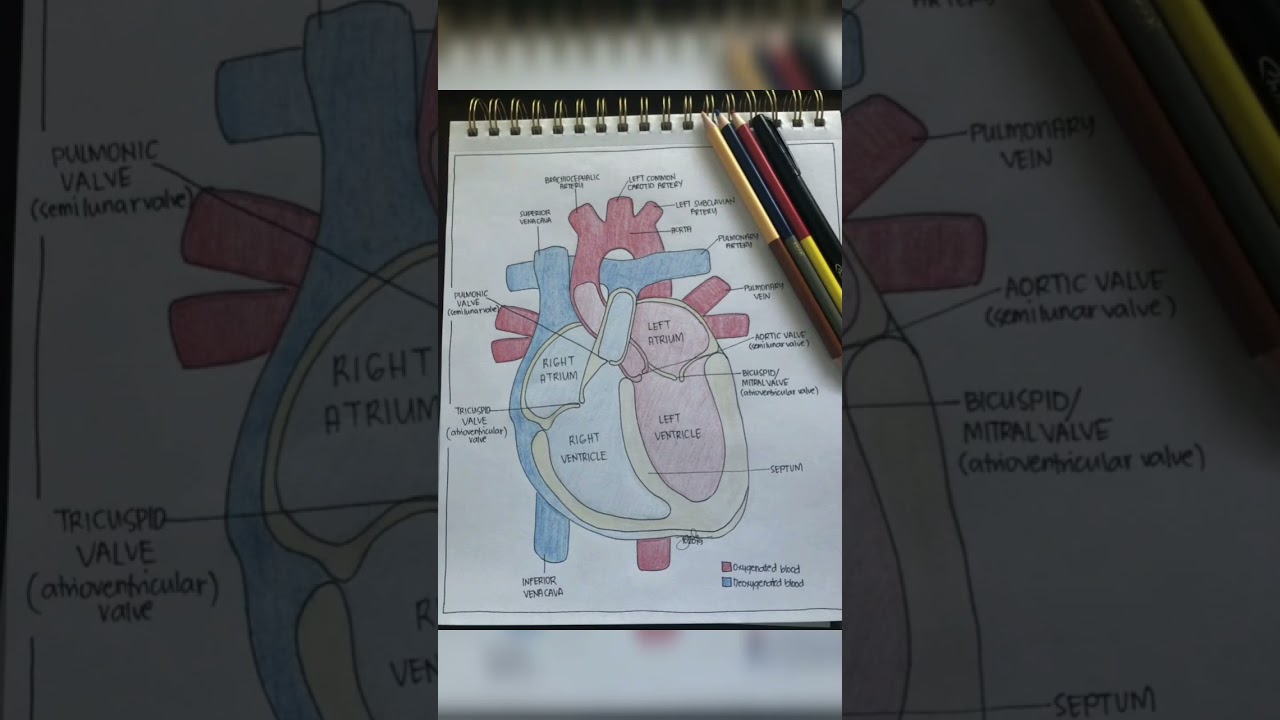 Draw Heart with labels anatomy