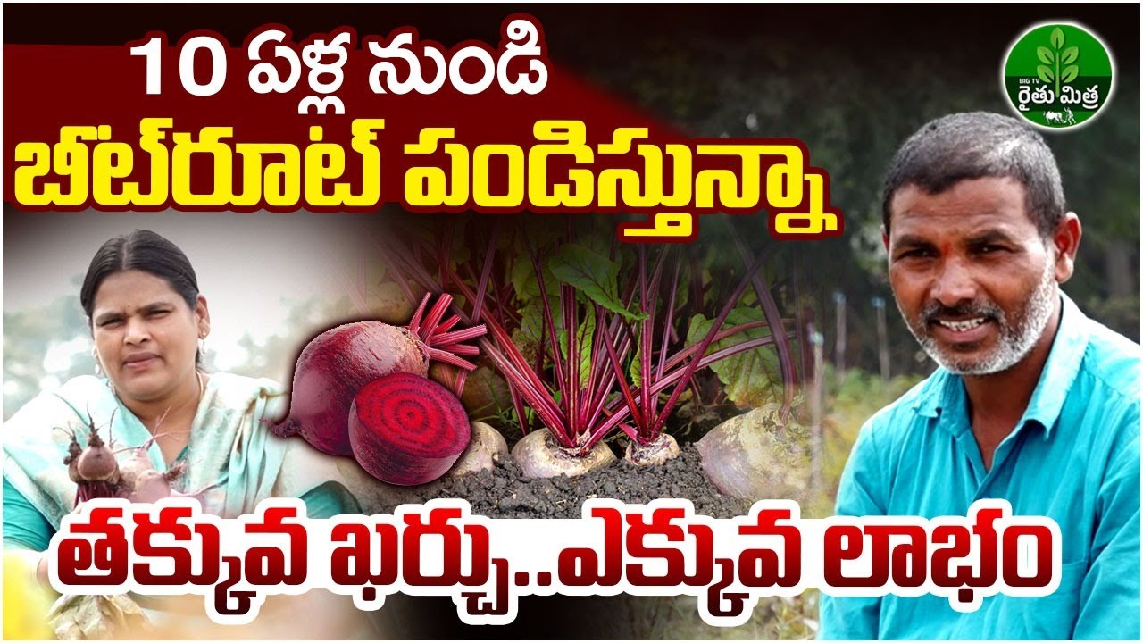 Beetroot Cultivation In Telugu | Beetroot Farming Tips | Beetroot Sagu | BIG TV