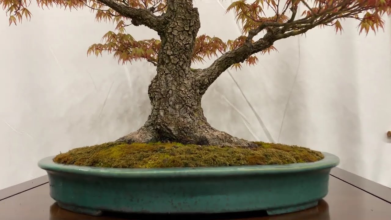 Acer Arakawa The Expo Bonsai 2025 owner George Prott.