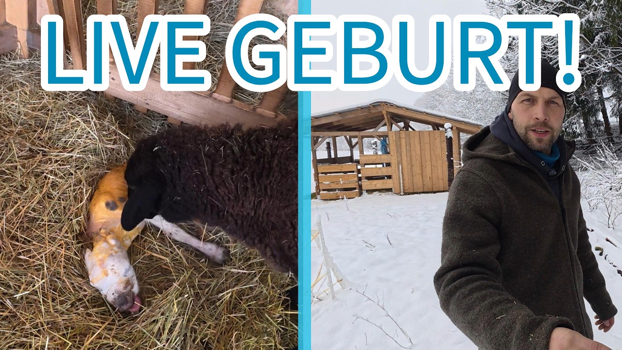Hofrundgang und Unerwartet ist Etwas Unglaubliches passiert, 🐑❄️