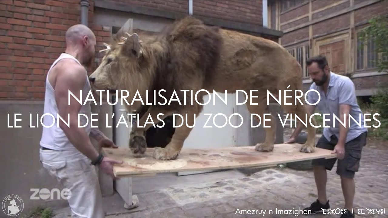 Naturalisation Néro le Lion de l'Atlas