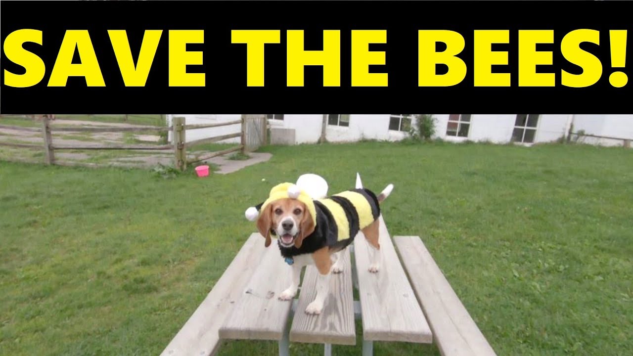 Save The Bees!