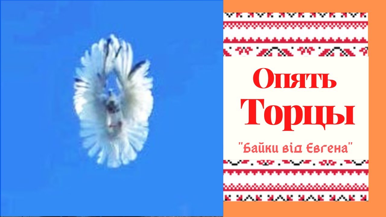 2 - Часть . Торцовые Голуби . - Антон  Д - Николаевская порода голубей .