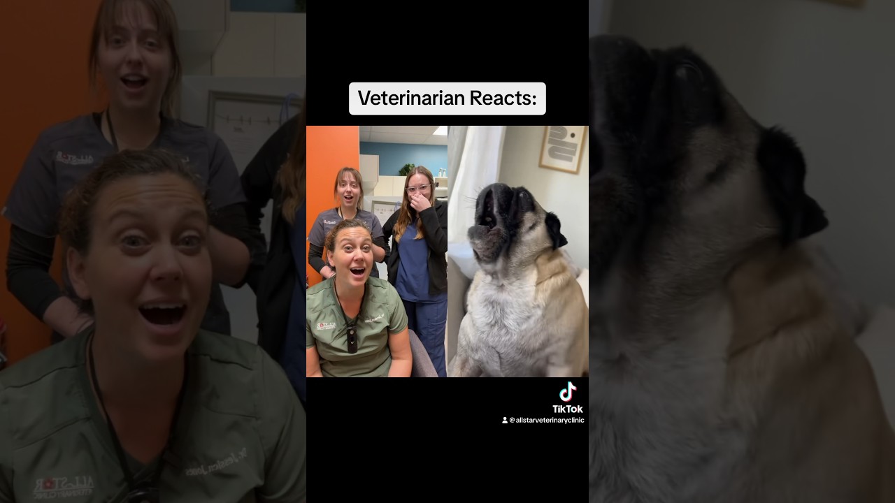 This Pug Has The LOUDEST Scream 😱 #shorts