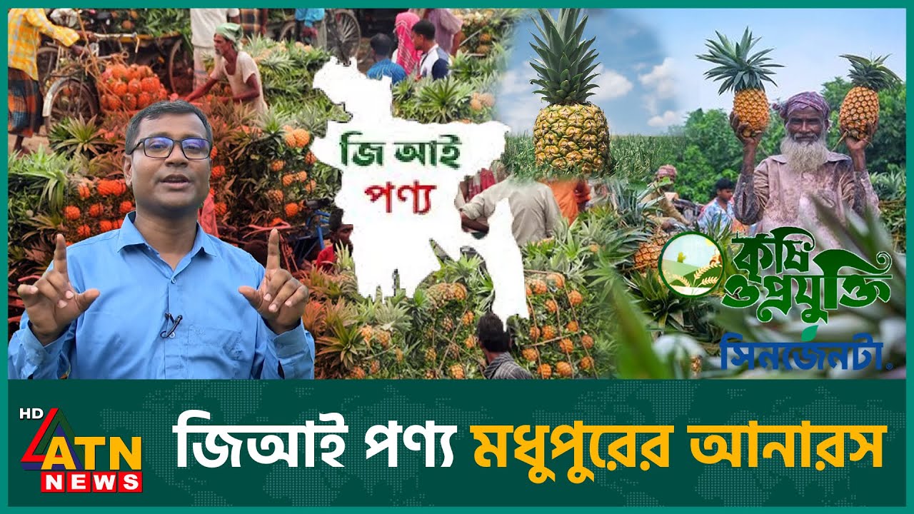 যেভাবে মধুপুরের আনারস ক্ষতিকর হরমোন থেকে বের হলো | Krishi O Projukti | Pineapple | Madhupur