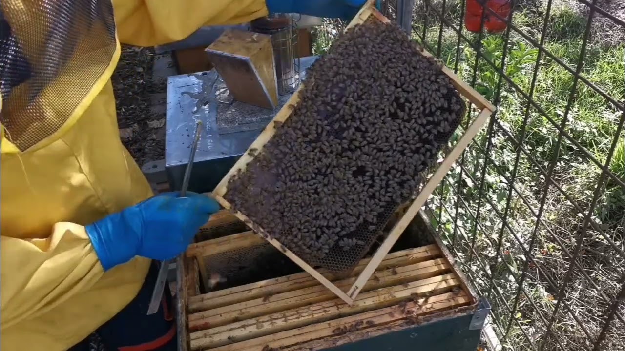 Apicoltura: controllo scorte e stato covata per ossalico