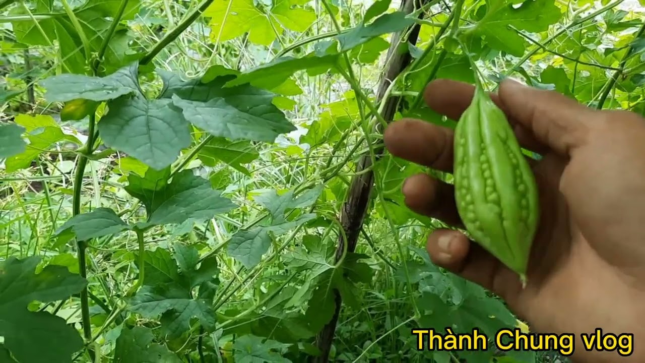 Chia sẽ kỹ thuật bón phân và phun thuốc sâu bệnh trên cây khổ qua 919