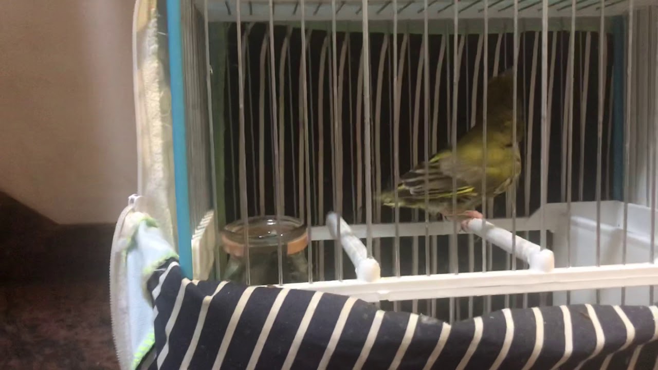 Como amansar pajaros(jilgueros,verdunes etc)