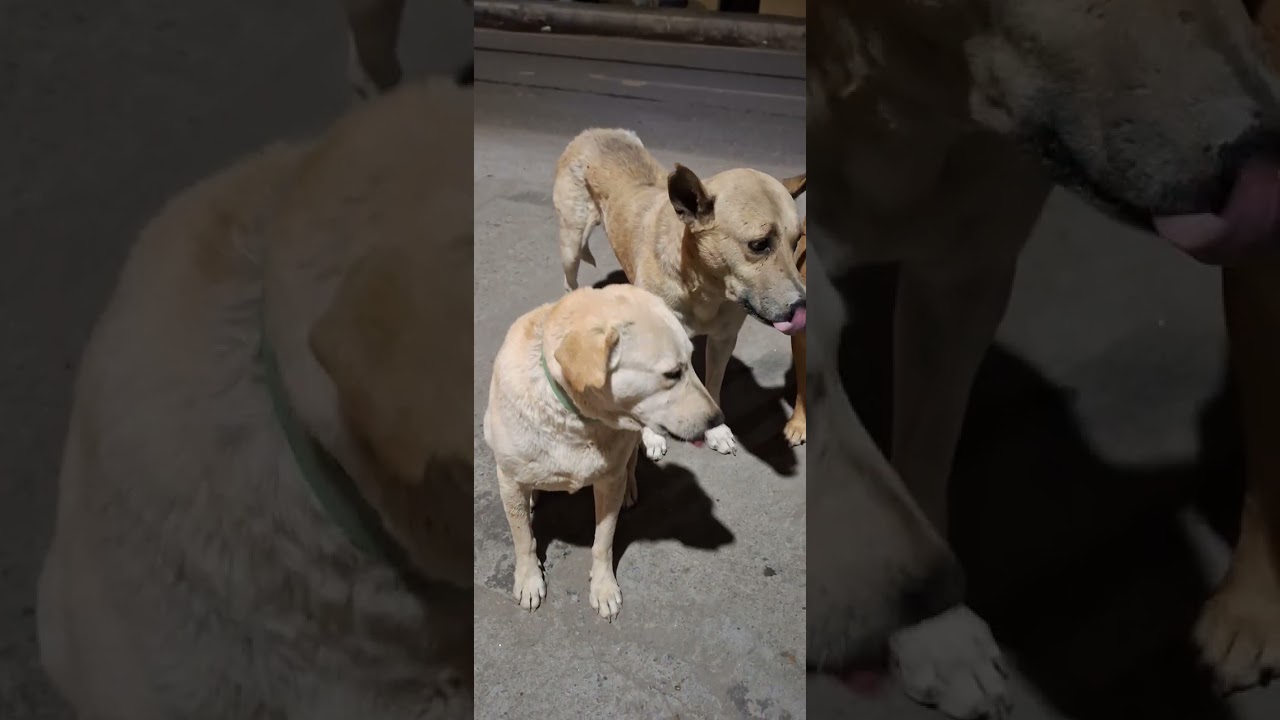 Dogs 🐕 #lovers #youtubeshorts #follow 