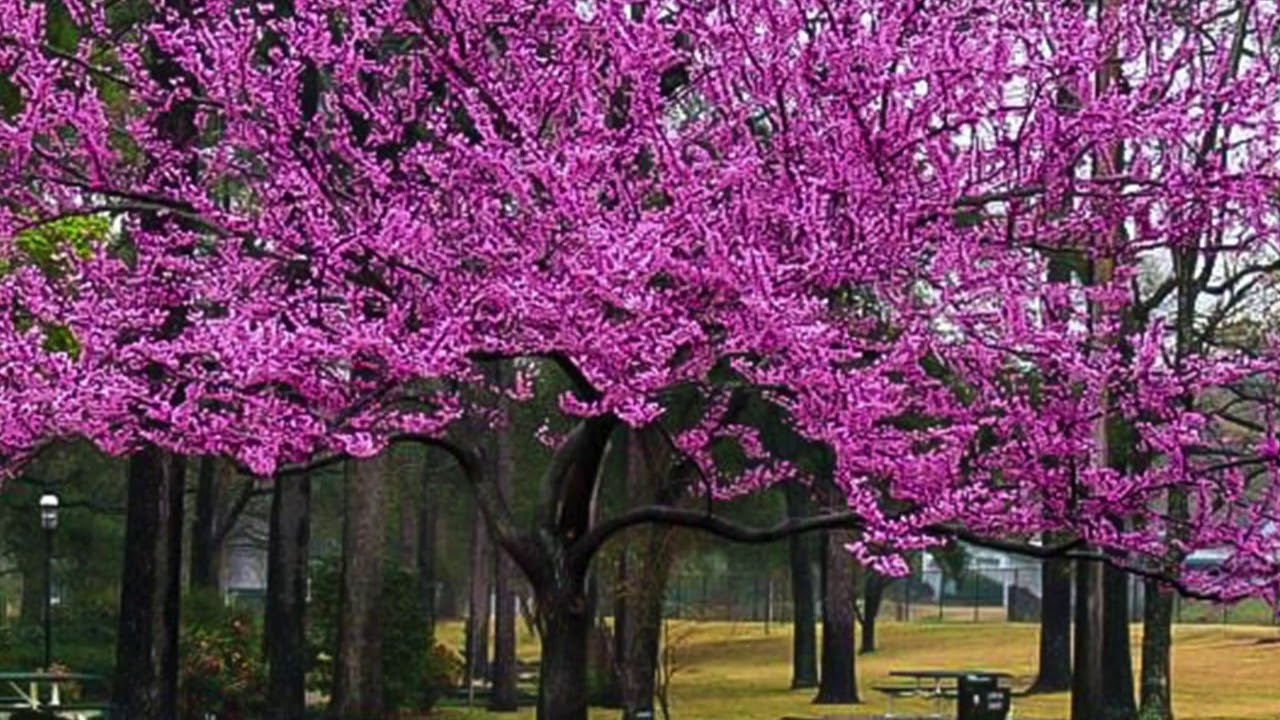 Eastern Redbud