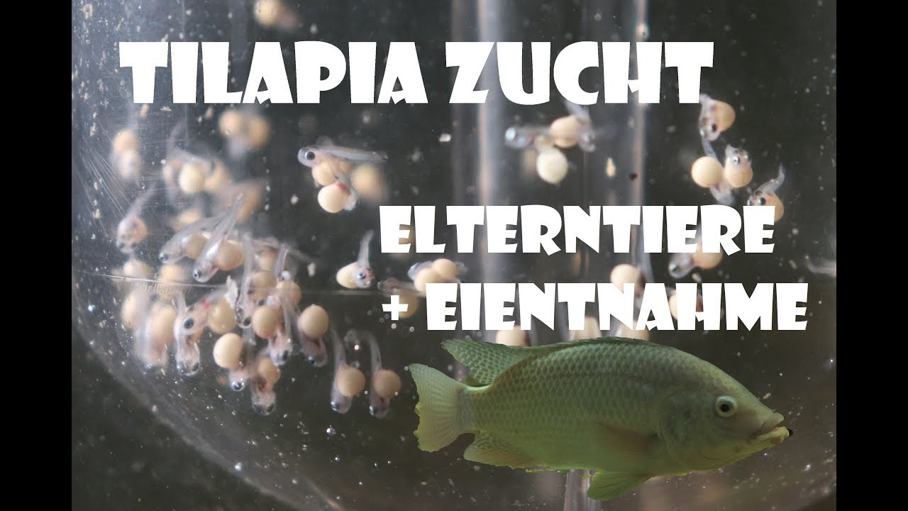 Tilapia Zucht - Elterntiere + Eientnahmne (Oreochromis niloticus)