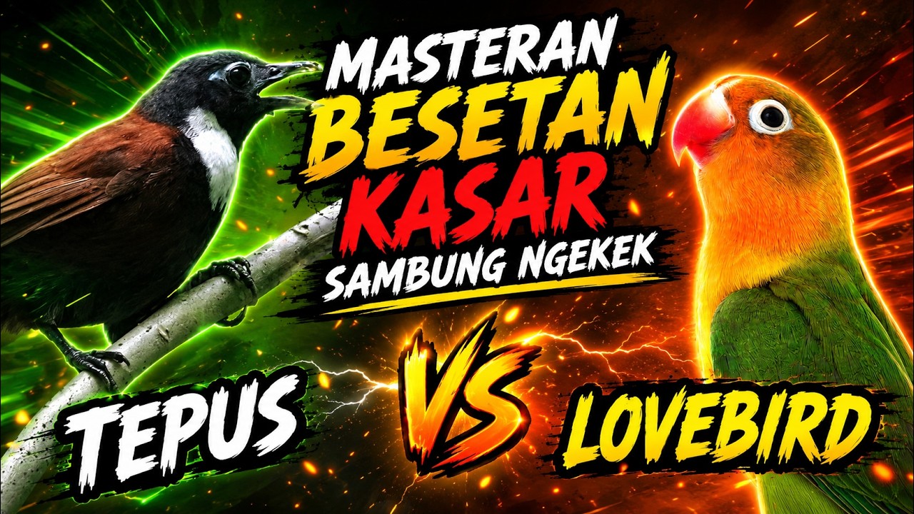 🔥 MASTERAN MURAI BATU TEPUS vs LOVEBIRD! Duel Isian Bikin Murai Nembak & Gacor Brutal #masteranmurai