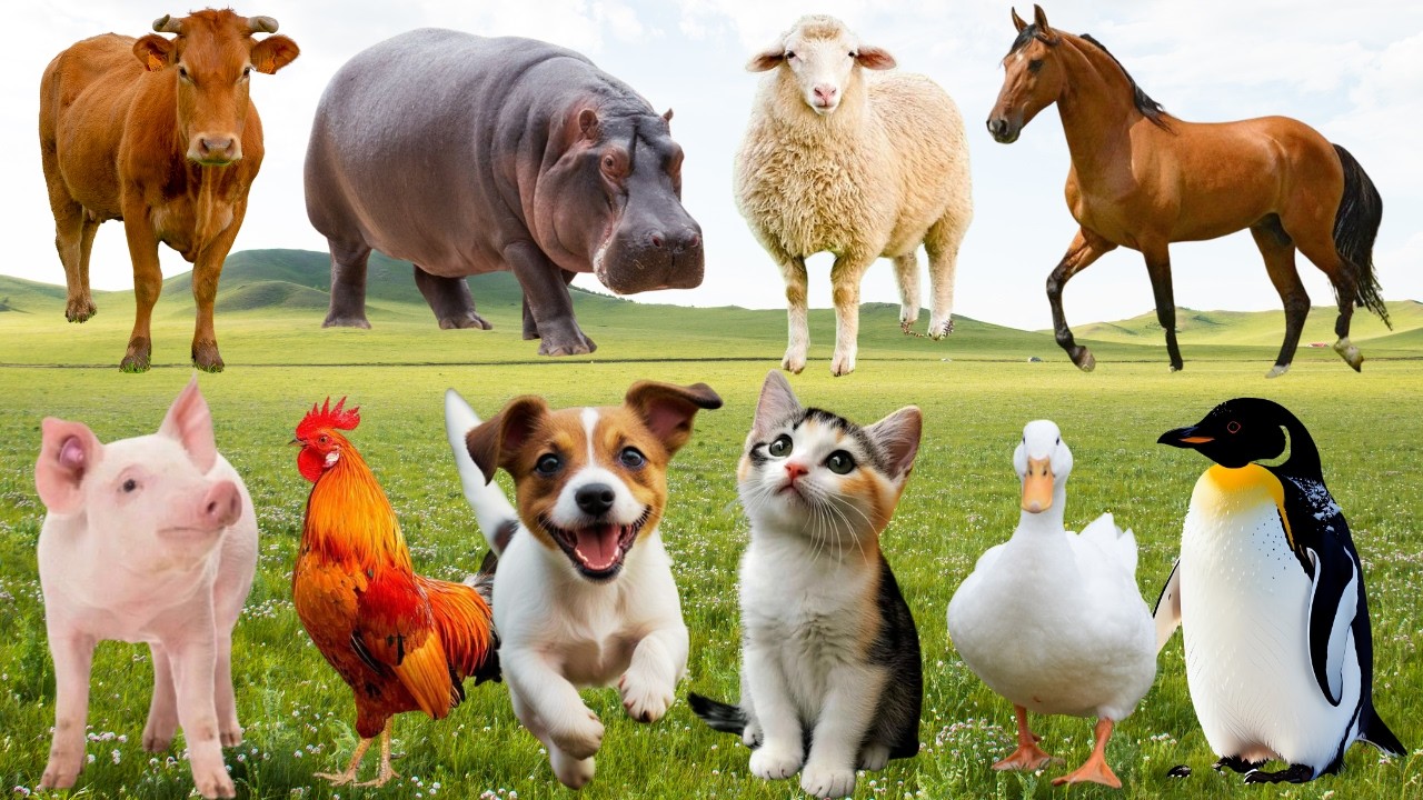 🌿Chó, Bò, Heo & Mèo Cất Tiếng Vui Nhộn – Âm Thanh Đồng Quê Quá Đỗi Thân Thương | FarmAnimals 🐶🐄🐷🐱