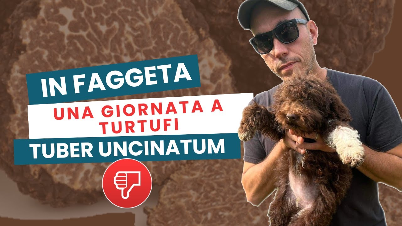 Una Giornata con me a TARTUFI IN FAGGETA. Caccia all' UNCINATUM