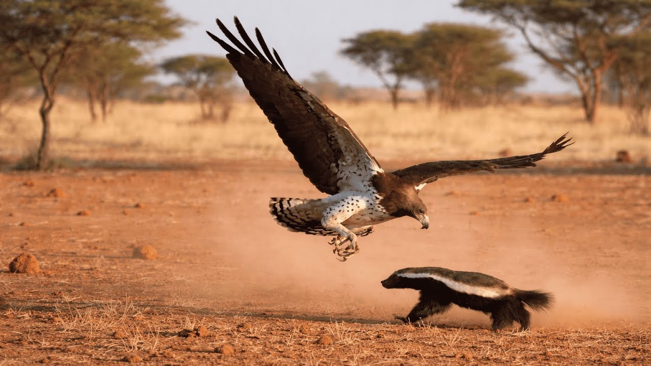 Honey Badger Causes Total Chaos in the African Savanna