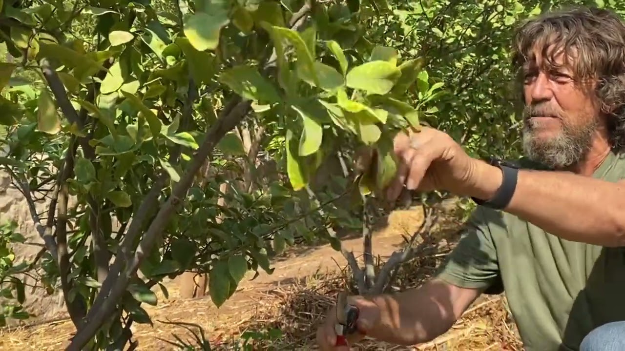 Geoff Lawton teaches us how to prune a fruit tree (Greening the Desert) Jordan