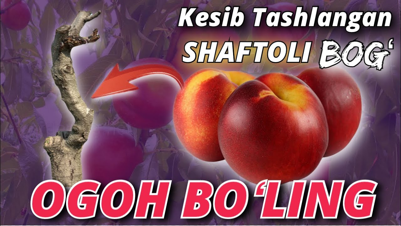 Diqqat: Asl haqiqat! Shaftoli biznesi aldovmi? Bog‘bon fikri barchani hayron qoldirdi. #bigben #lola