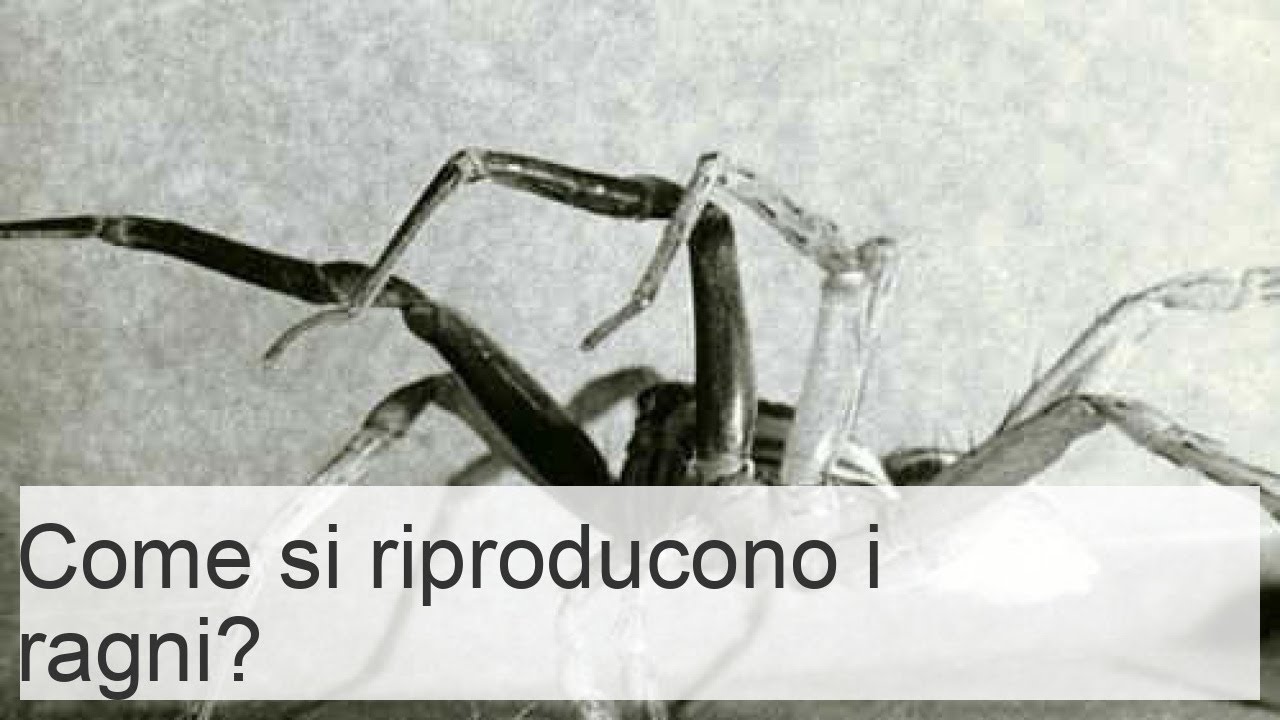 Come si riproducono i ragni? - Accoppiamento e nascita
