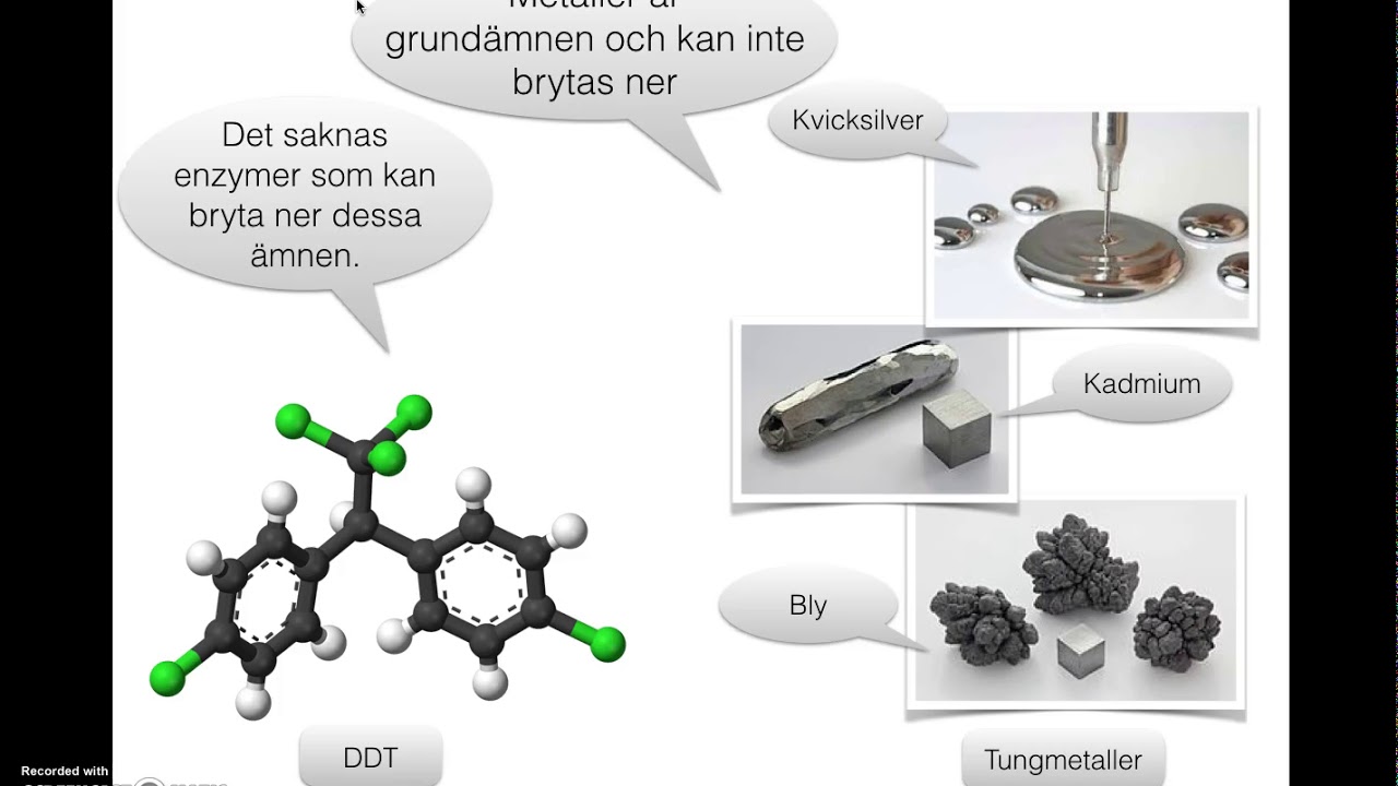 Toxicitet