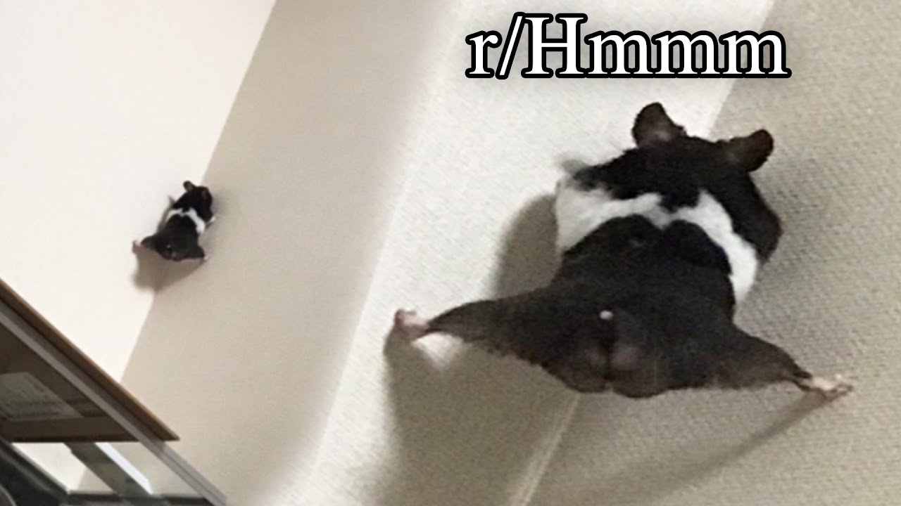 r/Hmmm | how?