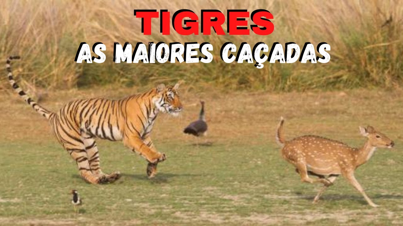 AS GRANDES CAÇADAS DOS TIGRES! OS MAIORES FELINOS DO MUNDO! FORÇA, AGILIDADE, POTÊNCIA E BELEZA!